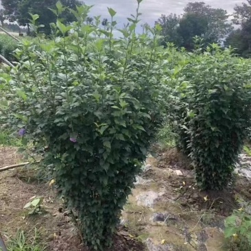 木槿花，喇叭花，木槿基地，四川木槿批发价格，成都木槿出售