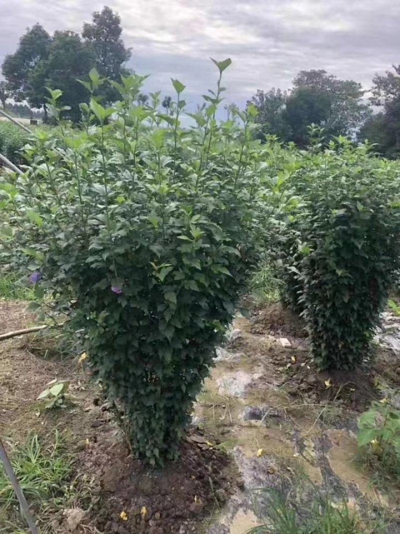 木槿花，喇叭花，木槿基地，四川木槿批发价格，成都木槿出售
