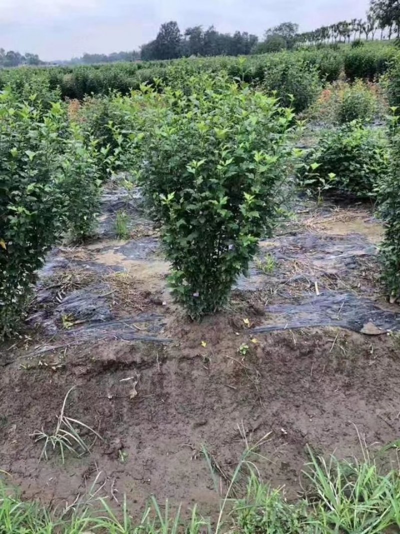 木槿花，喇叭花，木槿基地，四川木槿批发价格，成都木槿出售