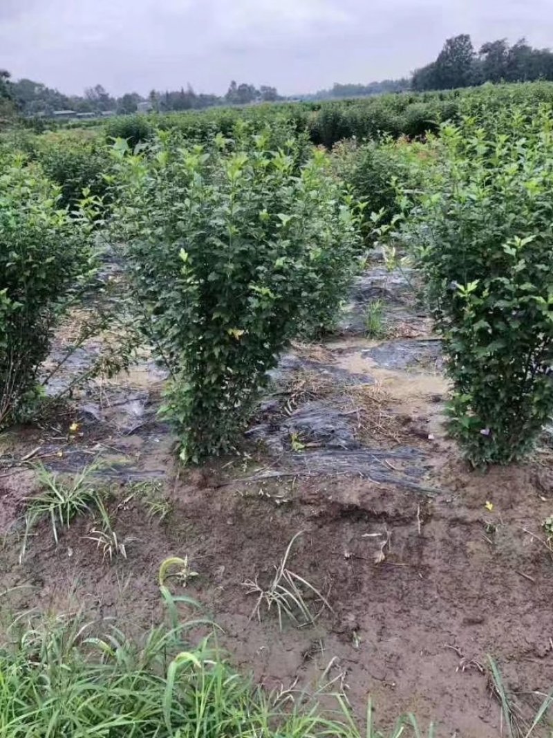 木槿花，喇叭花，木槿基地，四川木槿批发价格，成都木槿出售