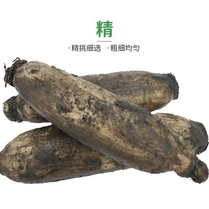 有机莲藕河南万亩荷塘无公害绿色食品