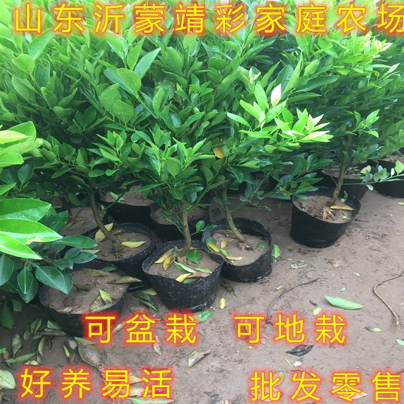 砂糖橘子苗品种桔子树苗南北方种植橘子苗盆栽地栽砂糖橘