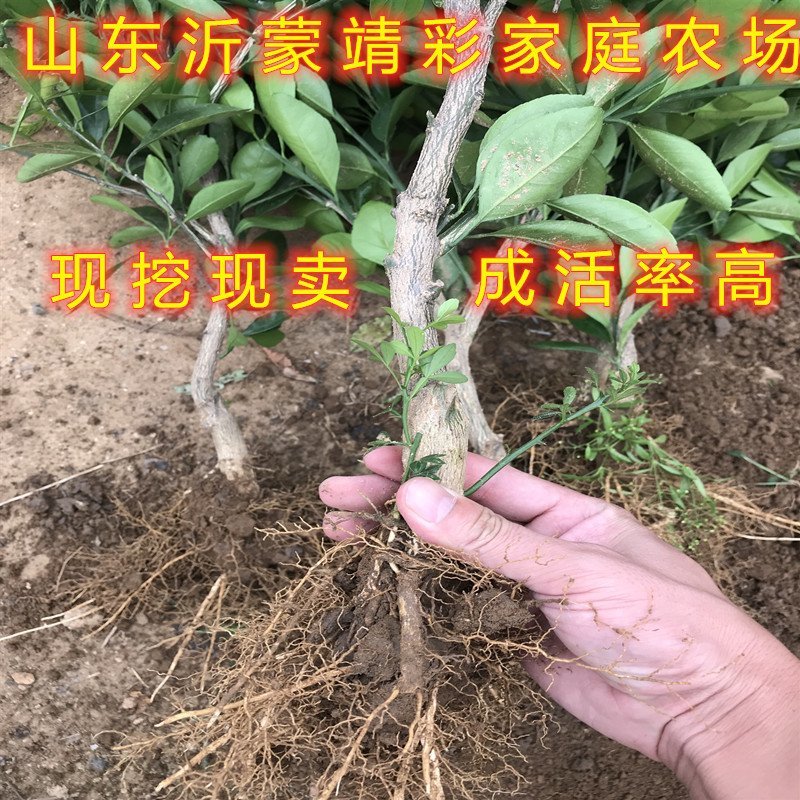 砂糖橘子苗品种桔子树苗南北方种植橘子苗盆栽地栽砂糖橘