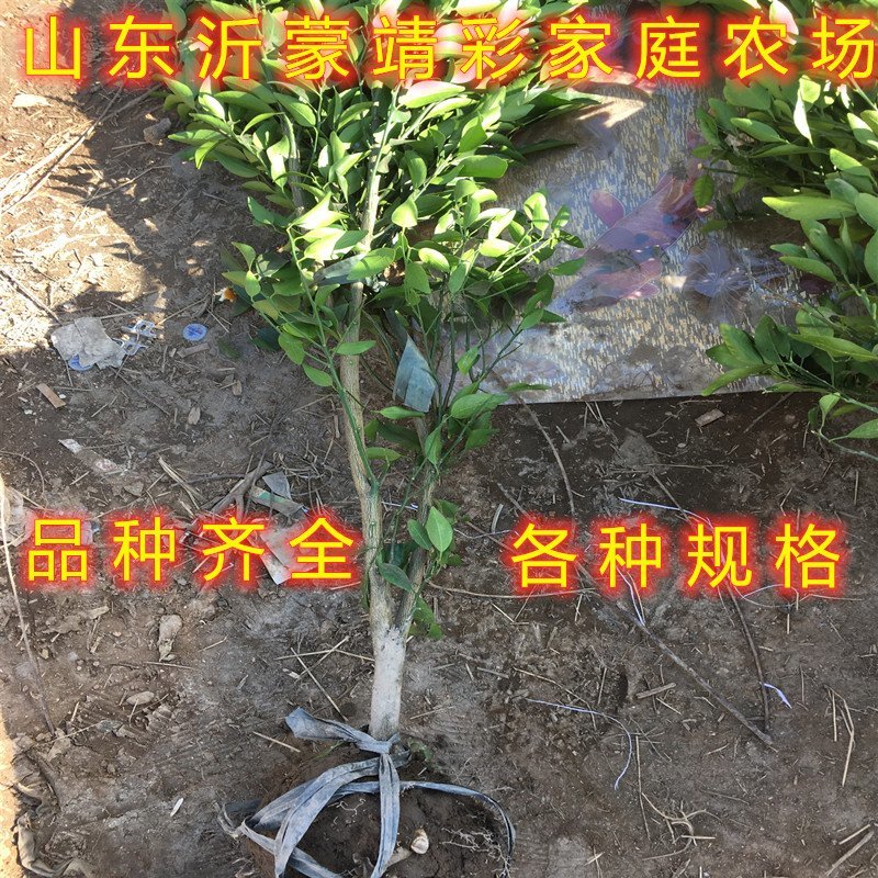 砂糖橘子苗品种桔子树苗南北方种植橘子苗盆栽地栽砂糖橘