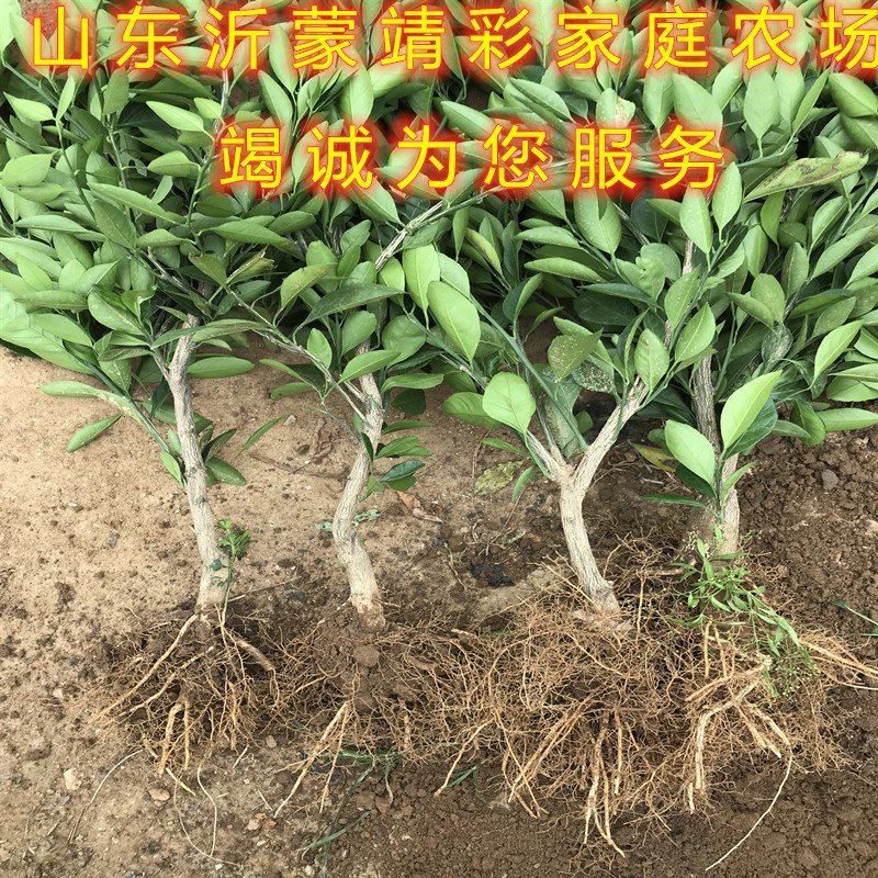 砂糖橘子苗品种桔子树苗南北方种植橘子苗盆栽地栽砂糖橘