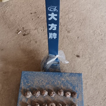 马蹄上市，电商、平台，中果马蹄，大量稳定供应。