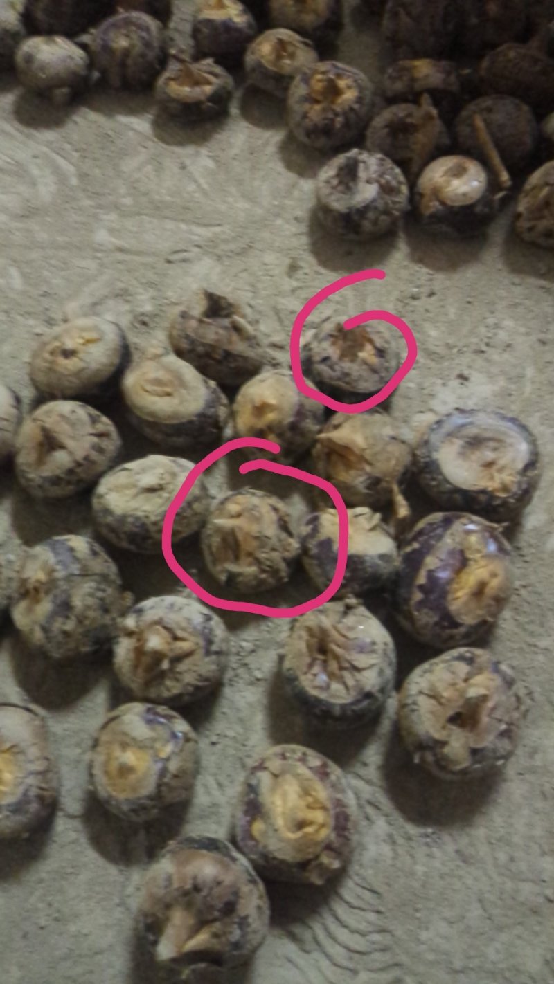 马蹄上市，电商、平台，中果马蹄，大量稳定供应。