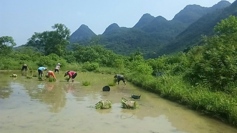 有机种植大米