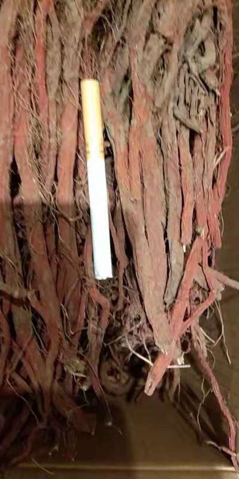丹参条，丹参片，鲜丹参。药厂货。含量没有问题。