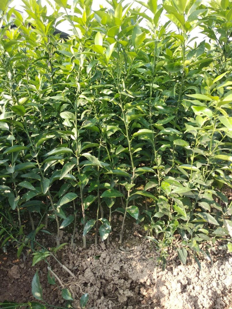 091无核沃柑苗、基地直销品质保证。欢迎各位老板来电咨询