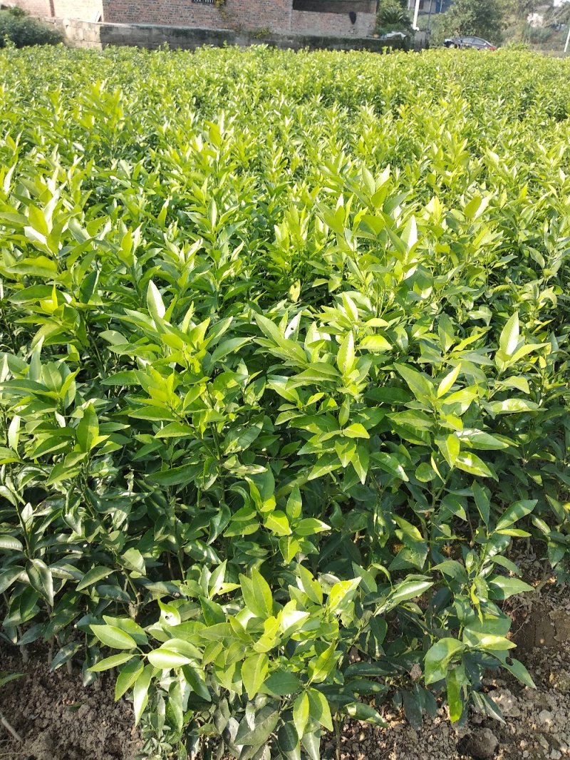 091无核沃柑苗、基地直销品质保证。欢迎各位老板来电咨询
