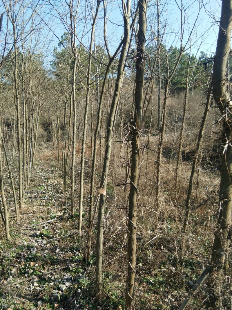 桐柏皂角直消基地，一手货源，沒有中间商