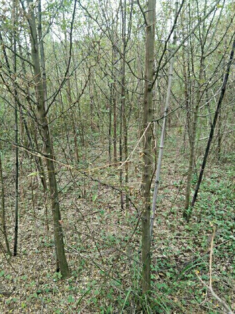 桐柏皂角直消基地，一手货源，沒有中间商