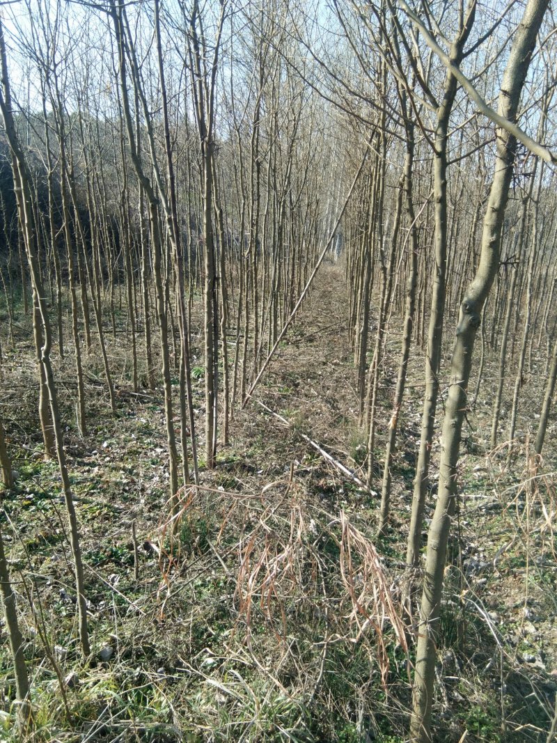 桐柏皂角直消基地，一手货源，沒有中间商