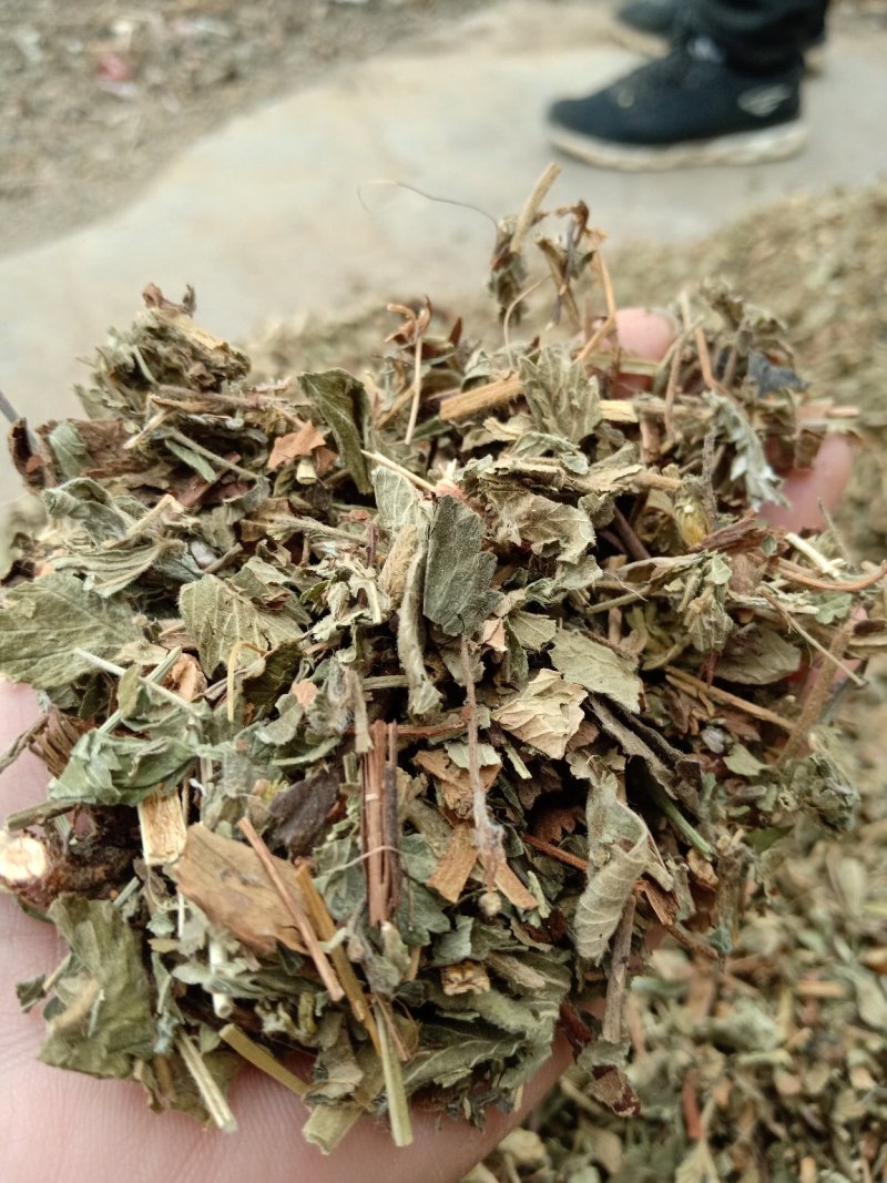 仙鹤草片，野生，深山药村。欢迎下单一手货源！。