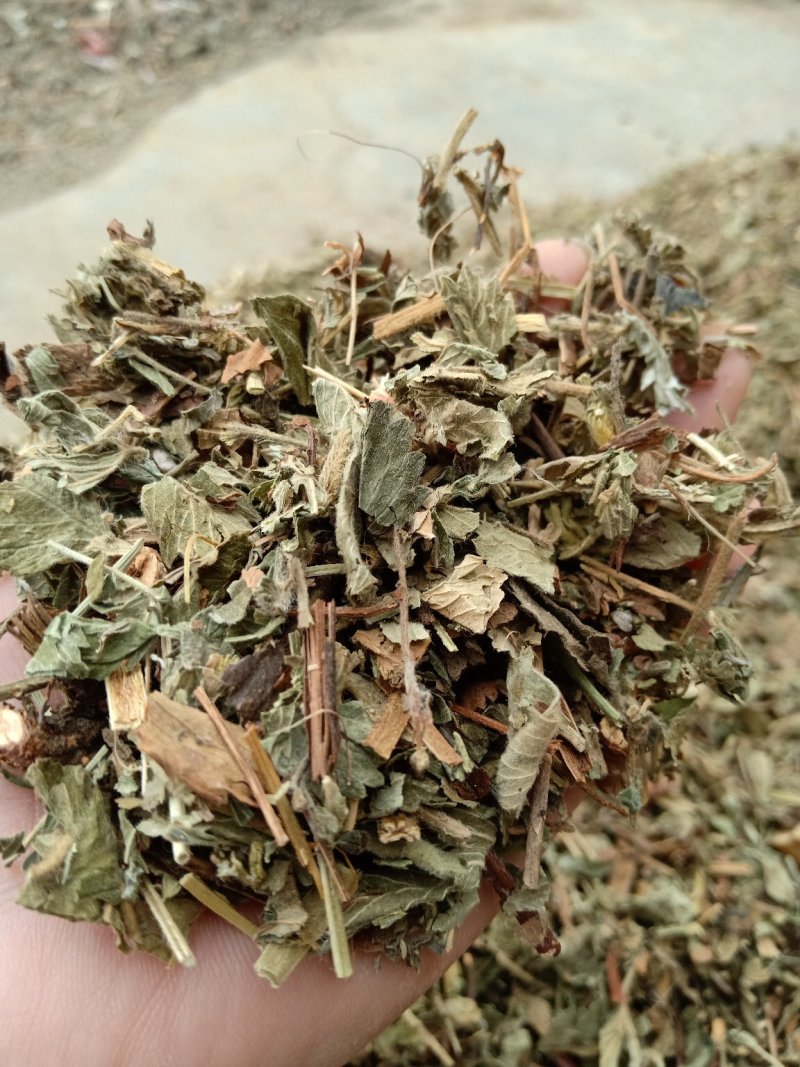 仙鹤草片，野生，深山药村。欢迎下单一手货源！。