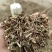 马鞭草片野生：货零售批：发一手货源个片欢迎合作