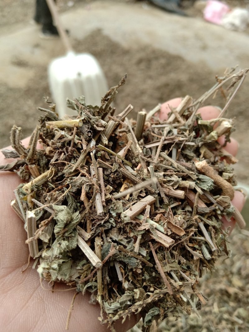 马鞭草片野生：货零售批：发一手货源个片欢迎合作