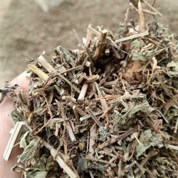 马鞭草片野生：货零售批：发一手货源个片欢迎合作