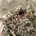 马鞭草片野生：货零售批：发一手货源个片欢迎合作