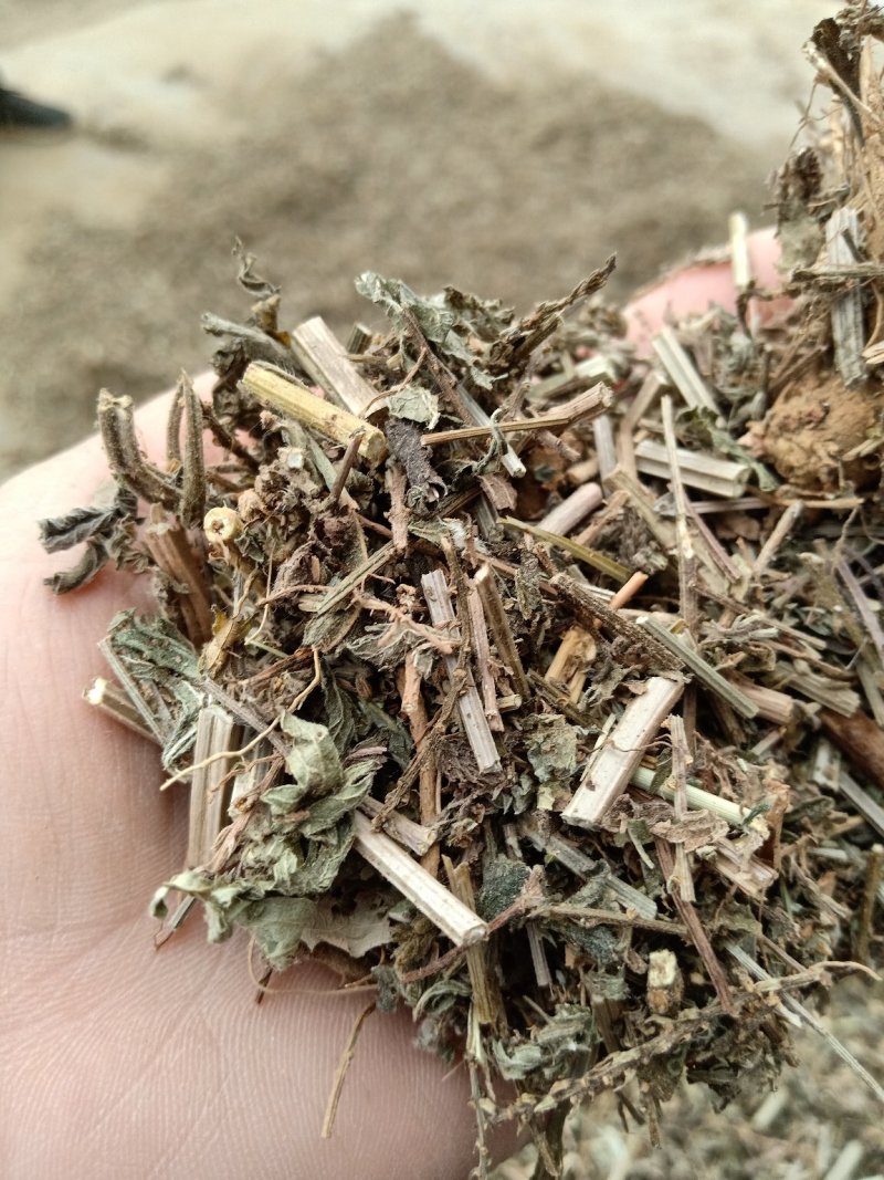 马鞭草片野生：货零售批：发一手货源个片欢迎合作