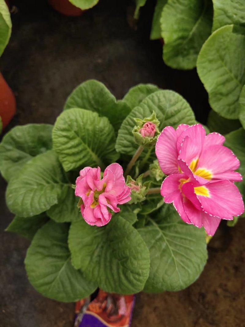 优质报春花报春花组盆报春花季节性供应经营多种盆