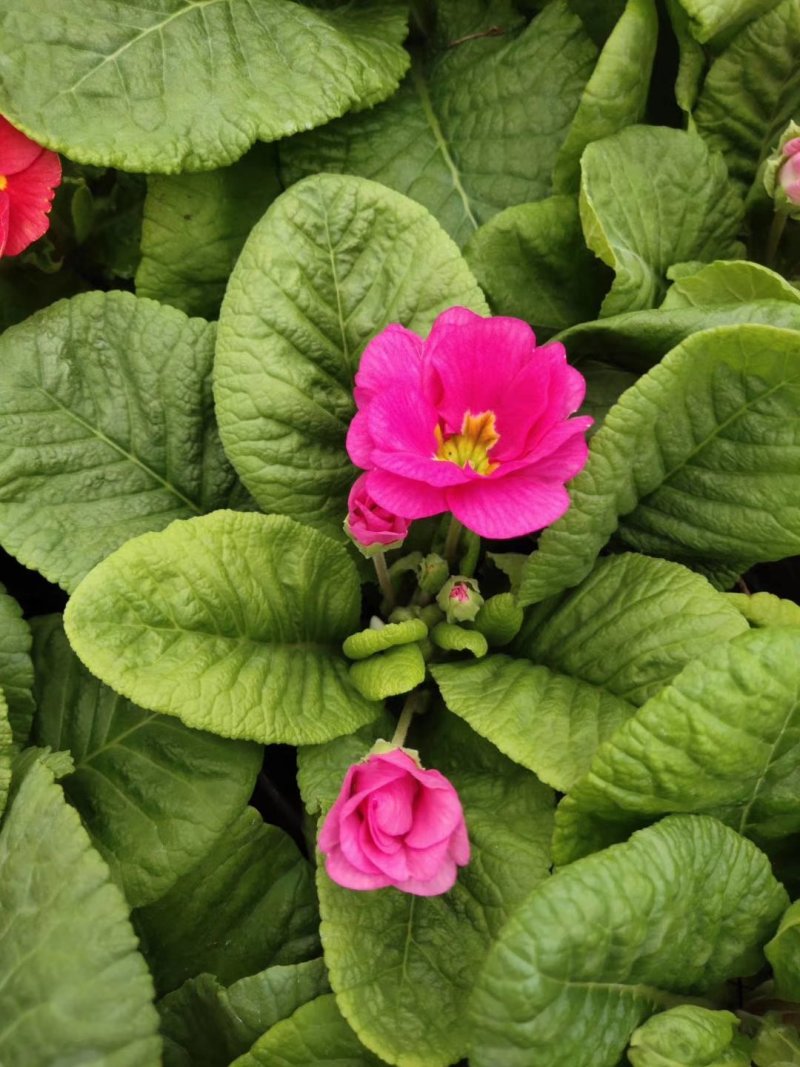 优质报春花报春花组盆报春花季节性供应经营多种盆