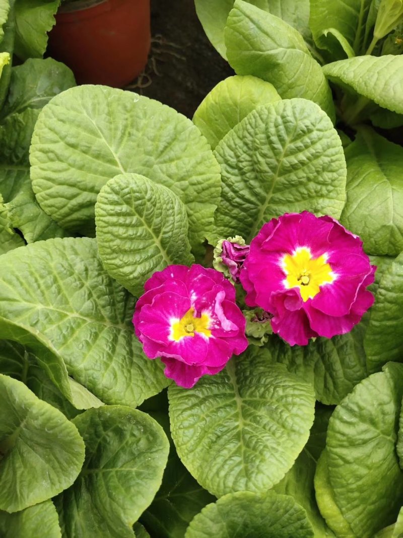 优质报春花报春花组盆报春花季节性供应经营多种盆