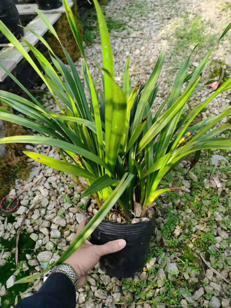 兰花绿翡卒…………………………………