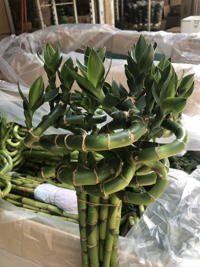 弯竹~转运竹……………竹竹竹…………
