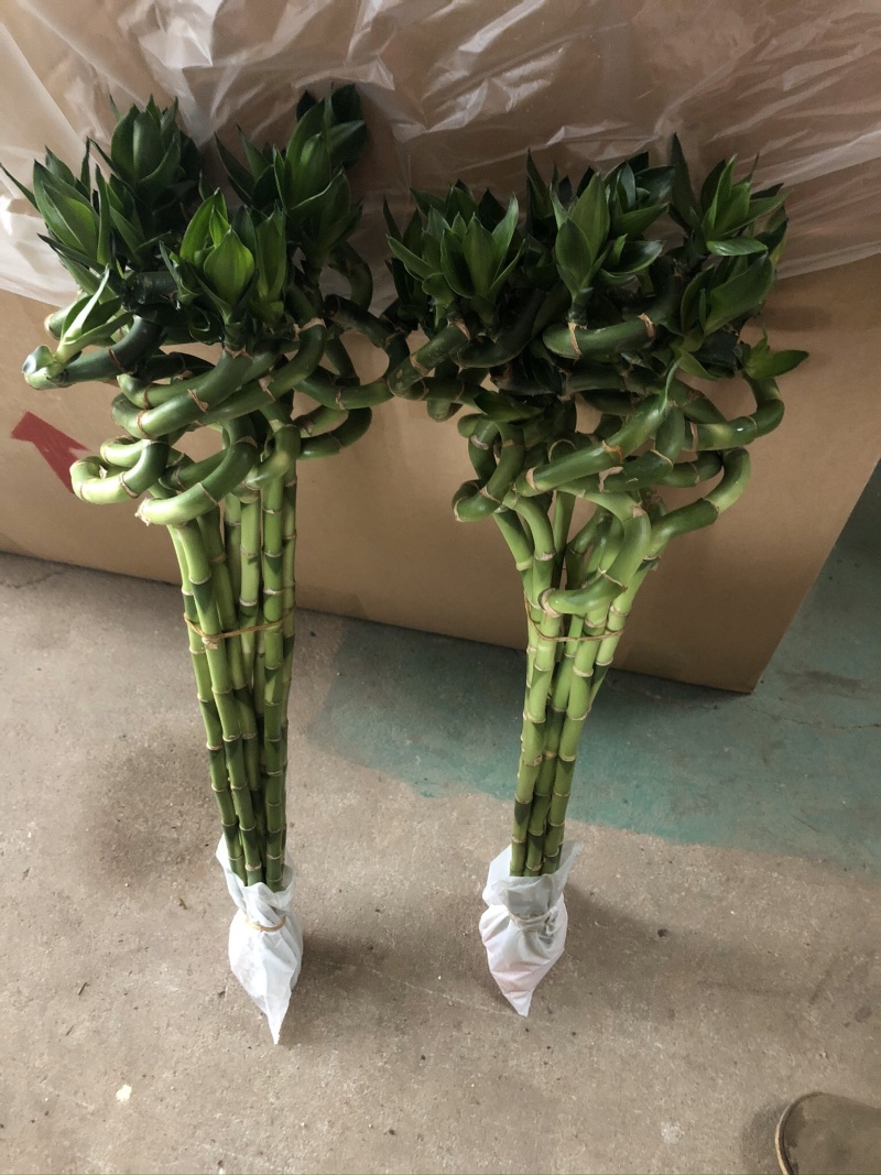 弯竹~转运竹……………竹竹竹…………