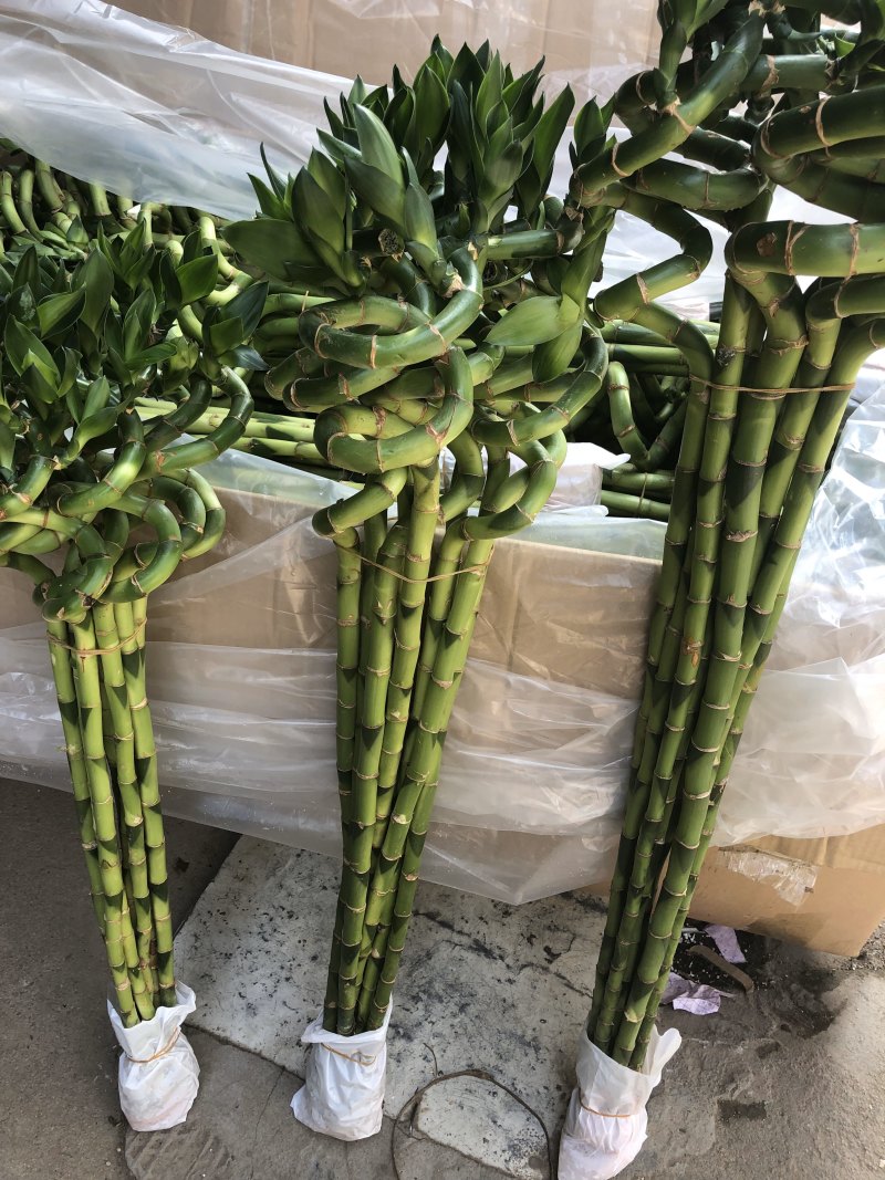 弯竹~转运竹……………竹竹竹…………