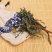 蒲公英茶野生干货500g限量清仓