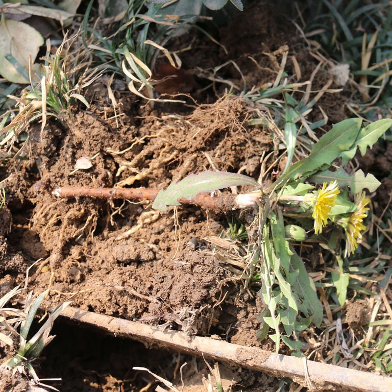 蒲公英茶野生干货500g限量清仓