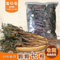 蒲公英茶野生干货500g限量清仓