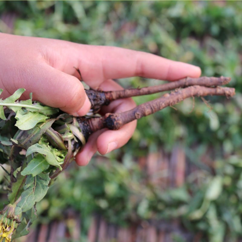 蒲公英茶野生干货500g限量清仓