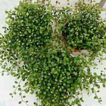 千叶兰盆栽花苗婚纱吊兰观叶植物多年生垂吊绿植四季常青大盆