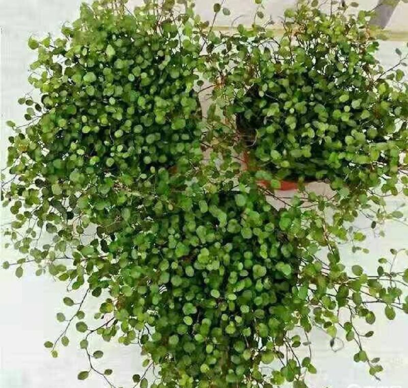 千叶兰盆栽花苗婚纱吊兰观叶植物多年生垂吊绿植四季常青大盆