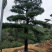 罗汉松，造型独特，直径18-23厘米，