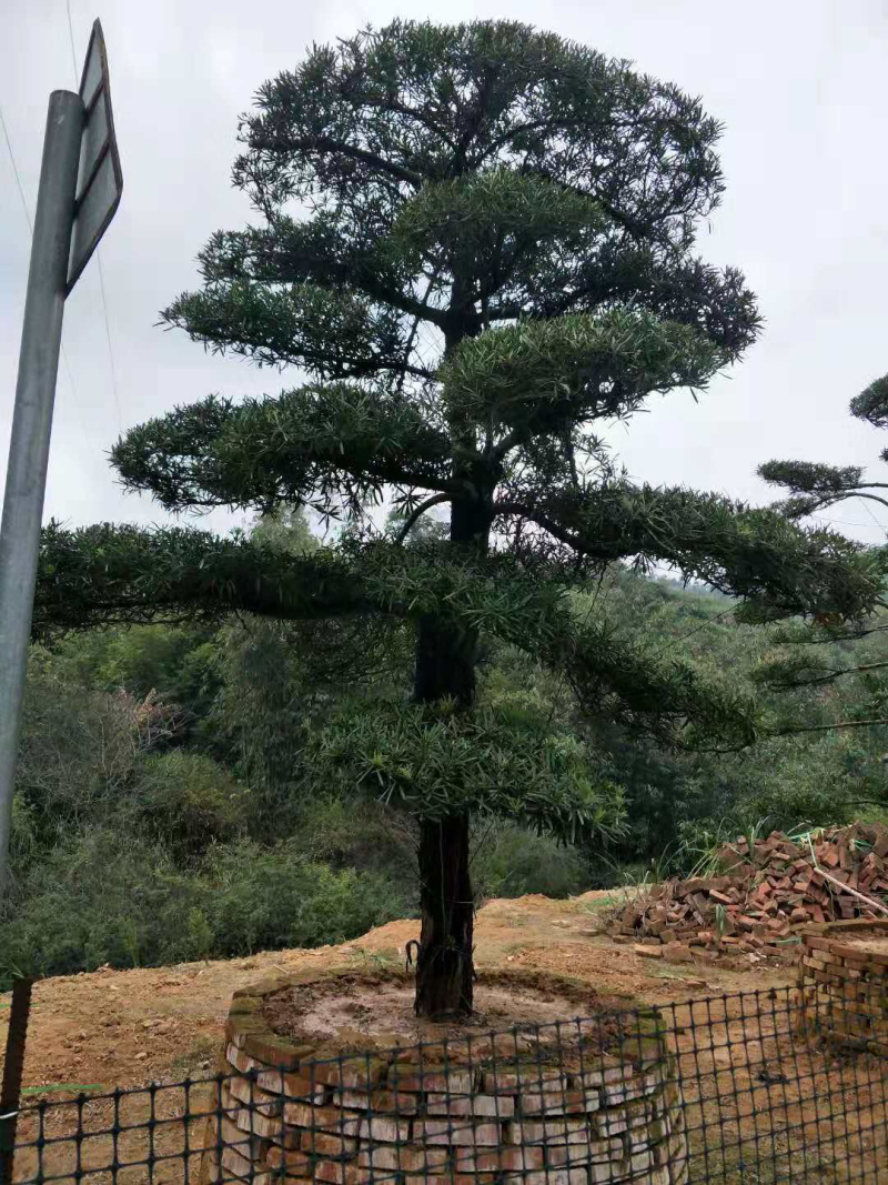 罗汉松，造型独特，直径18-23厘米，