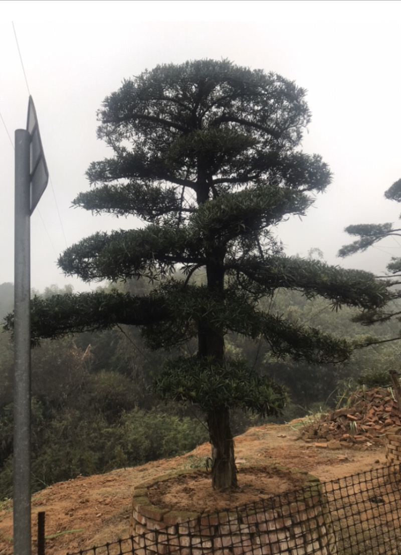 罗汉松，造型独特，直径18-23厘米，