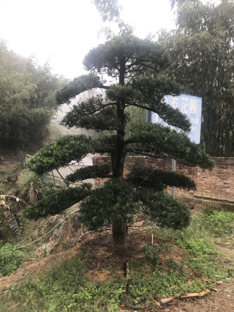 罗汉松，造型独特，直径18-23厘米，