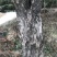 罗汉松，造型独特，直径18-23厘米，