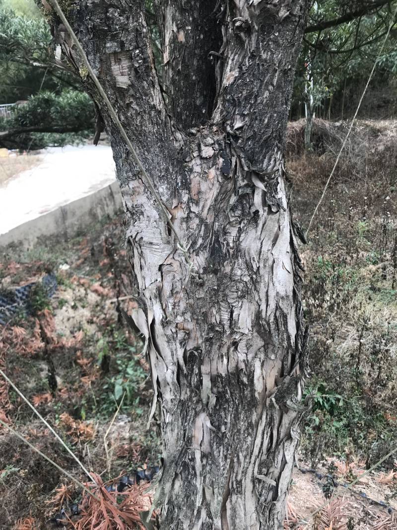 罗汉松，造型独特，直径18-23厘米，