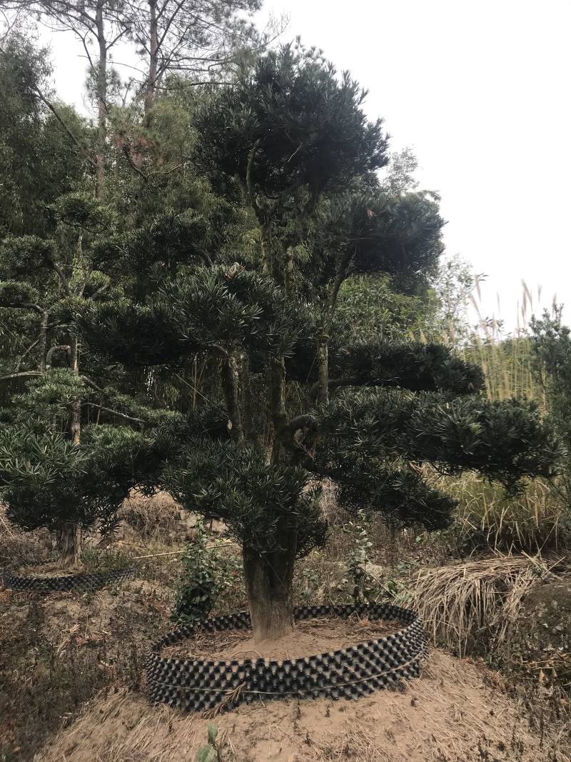罗汉松，造型独特，直径18-23厘米，