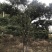 罗汉松，造型独特，直径18-23厘米，