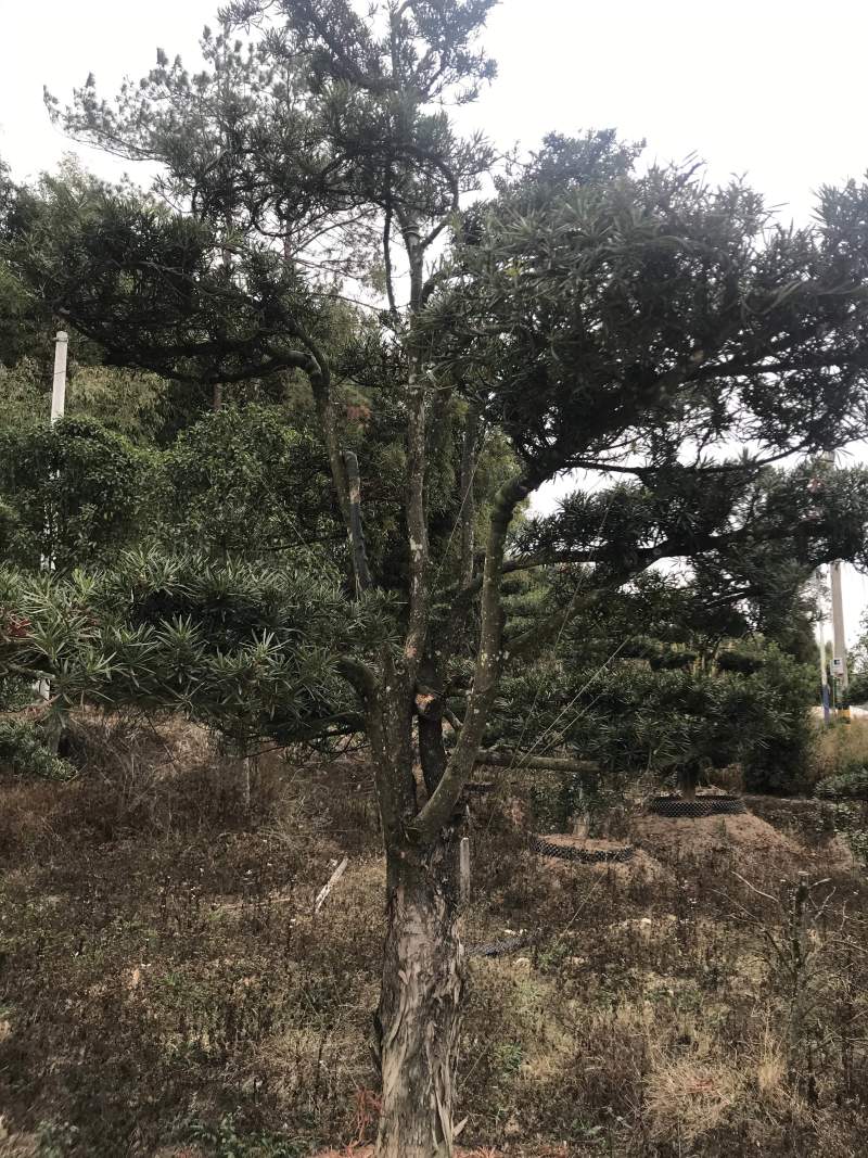 罗汉松，造型独特，直径18-23厘米，
