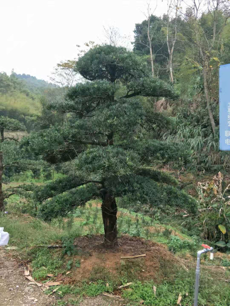 罗汉松，造型独特，直径18-23厘米，