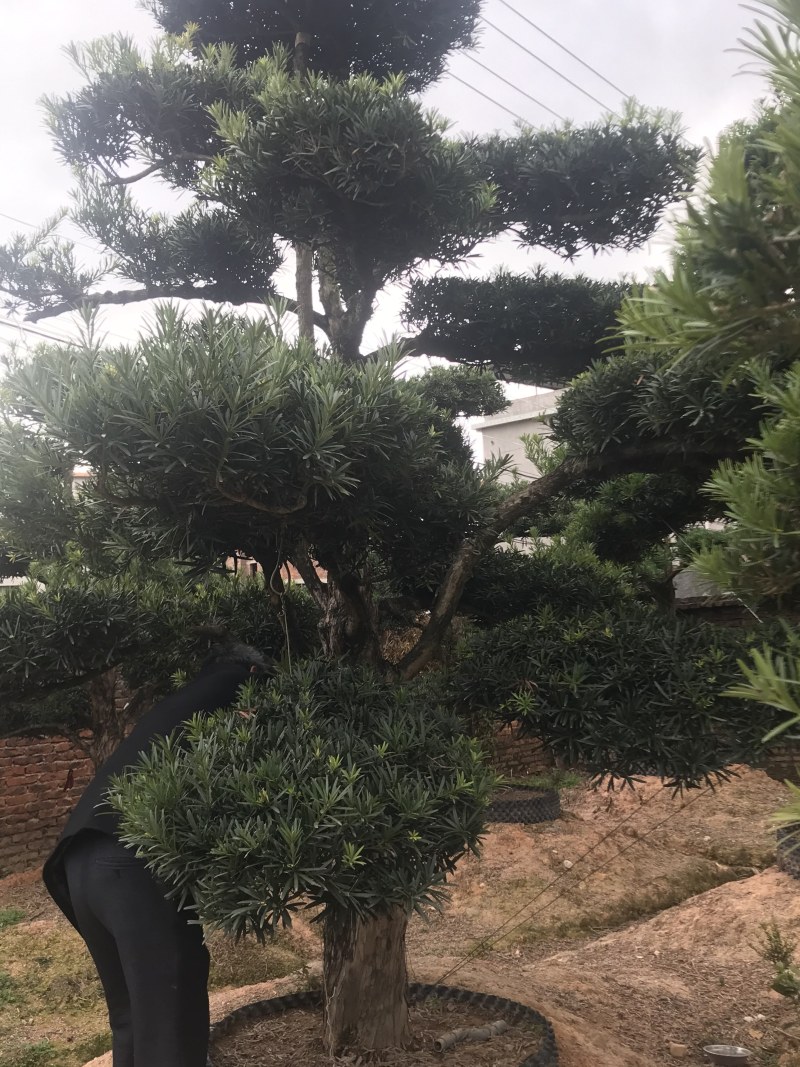 罗汉松，造型独特，直径18-23厘米，