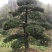 罗汉松，造型独特，直径18-23厘米，